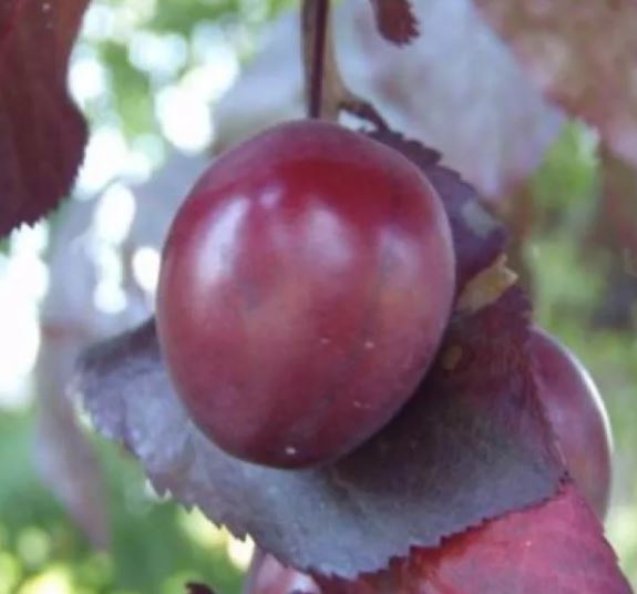 Превью изображения