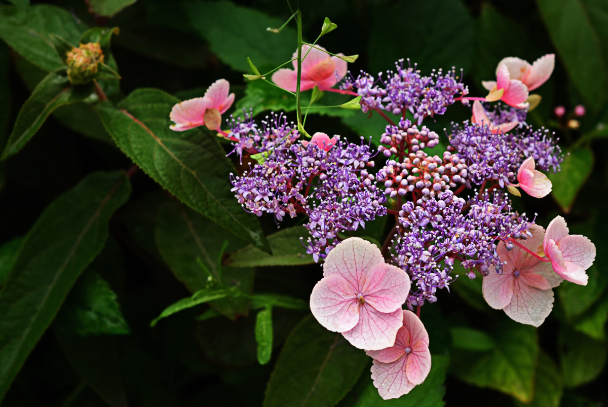 Превью изображения