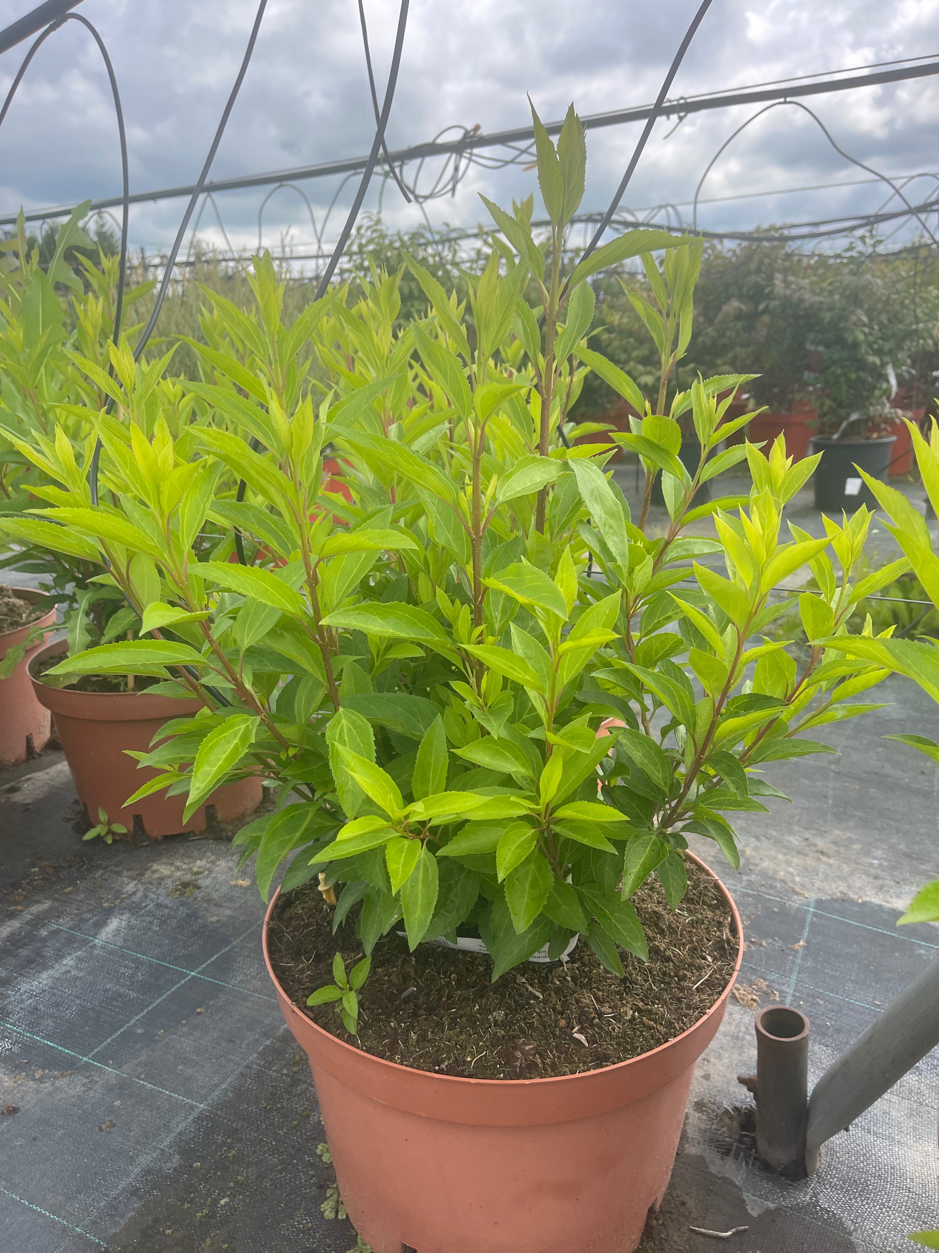 Превью изображения