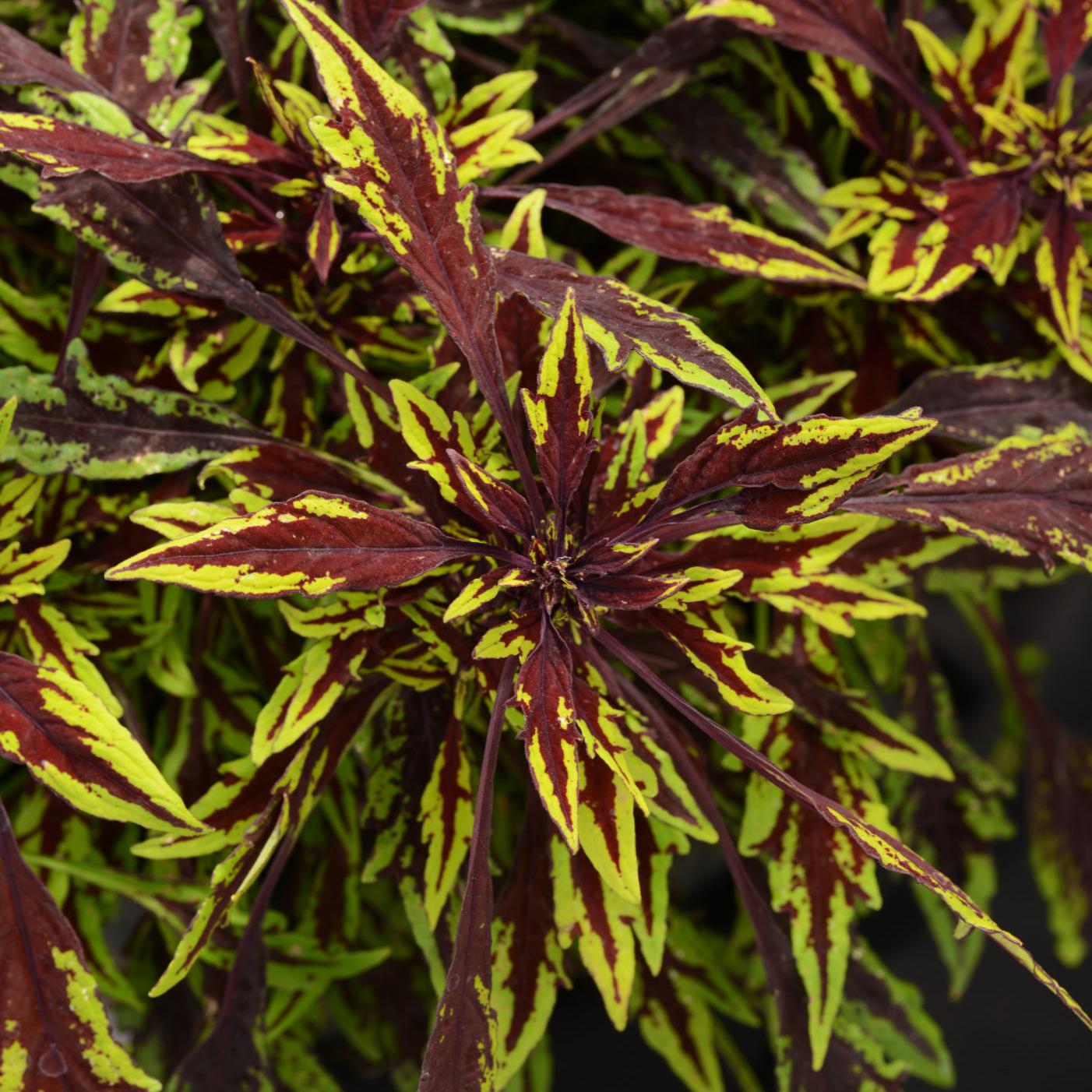 Превью изображения