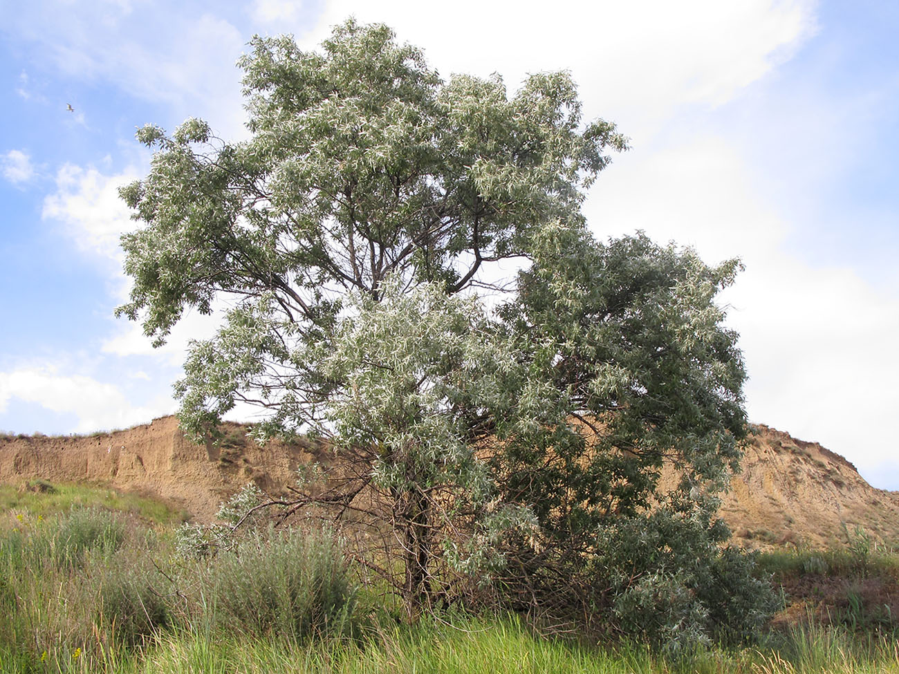 Превью изображения