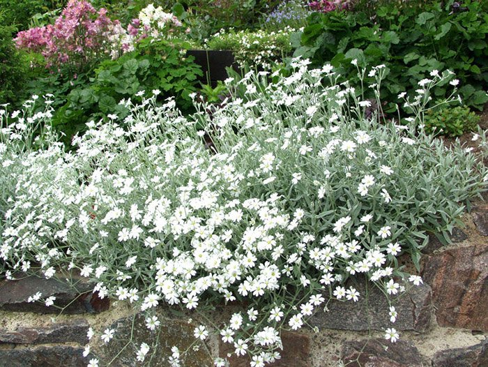 Превью изображения