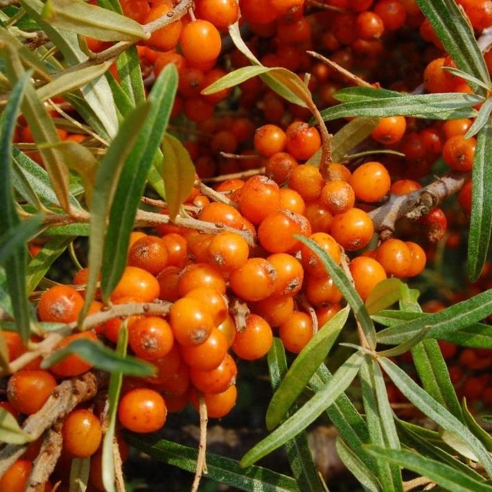 Превью изображения