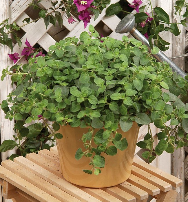 Превью изображения