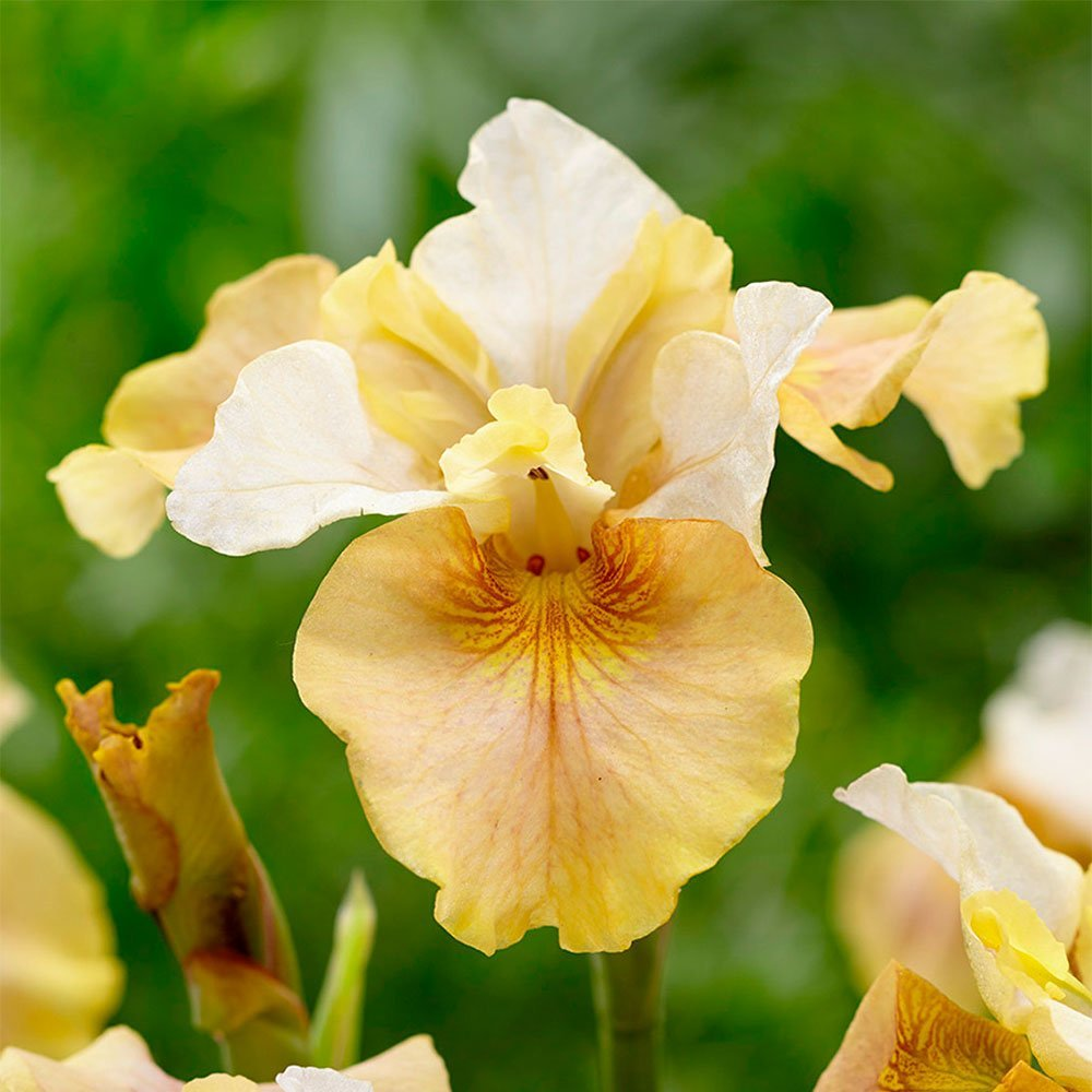 Превью изображения