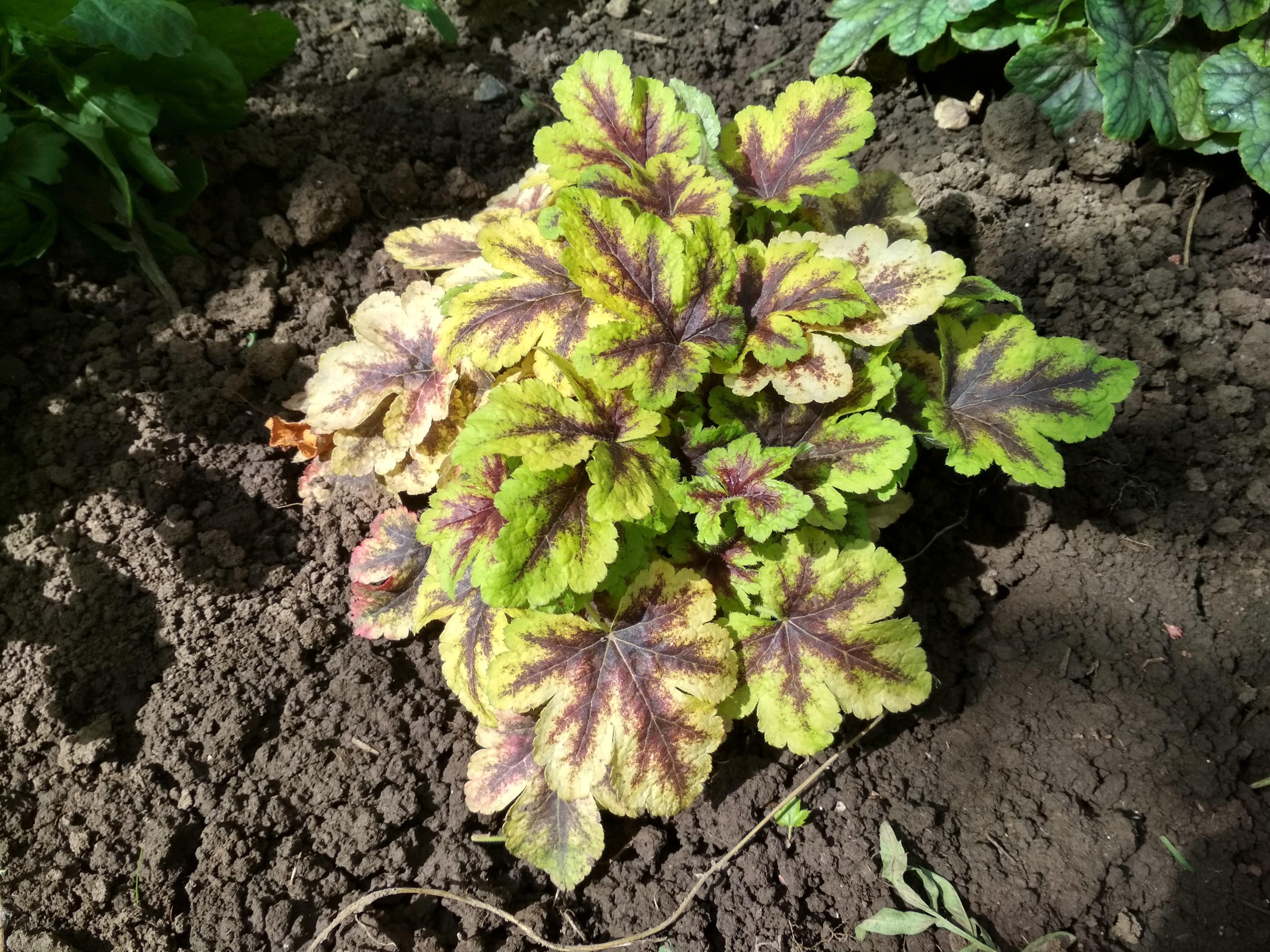 Превью изображения