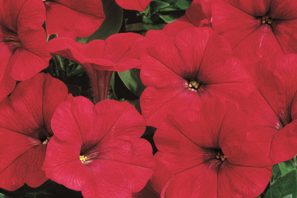 Превью изображения