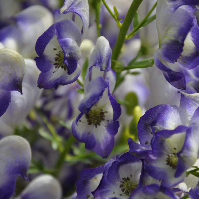 Превью изображения