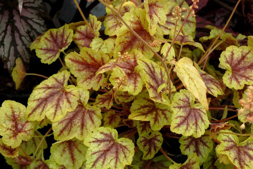 Превью изображения