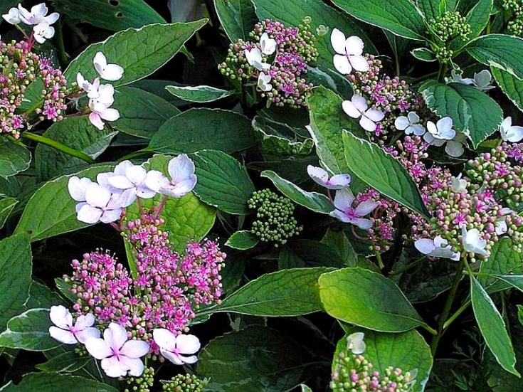 Превью изображения