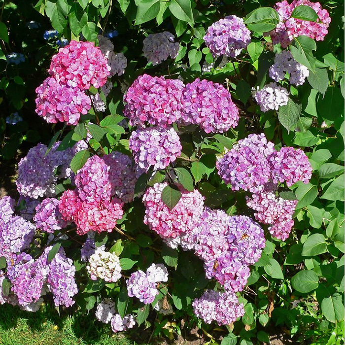 Превью изображения