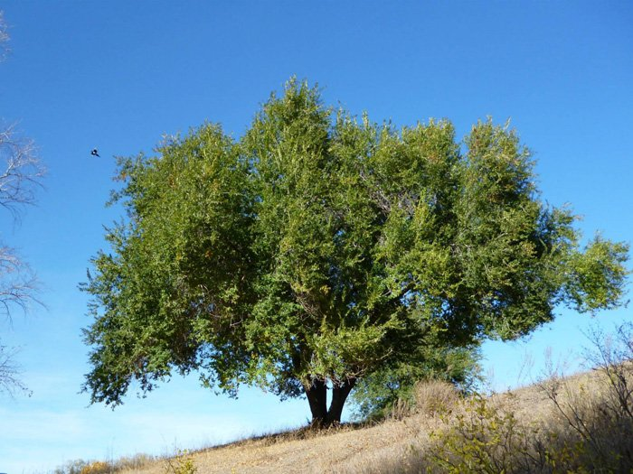 Превью изображения