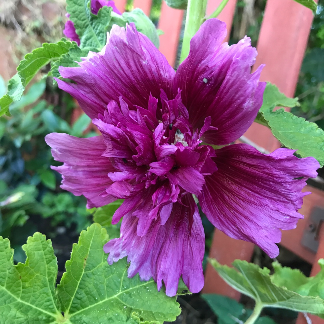 Превью изображения