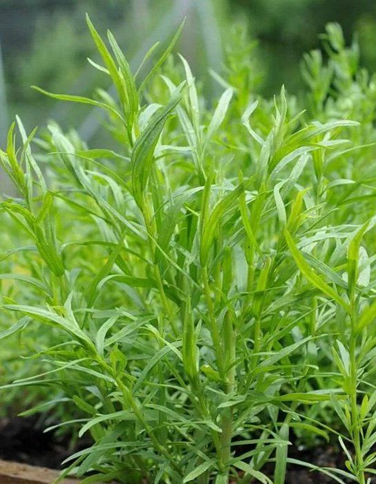 Превью изображения