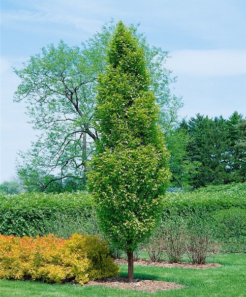 Превью изображения