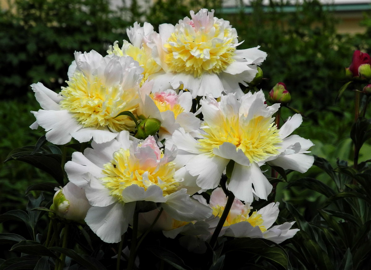 Превью изображения