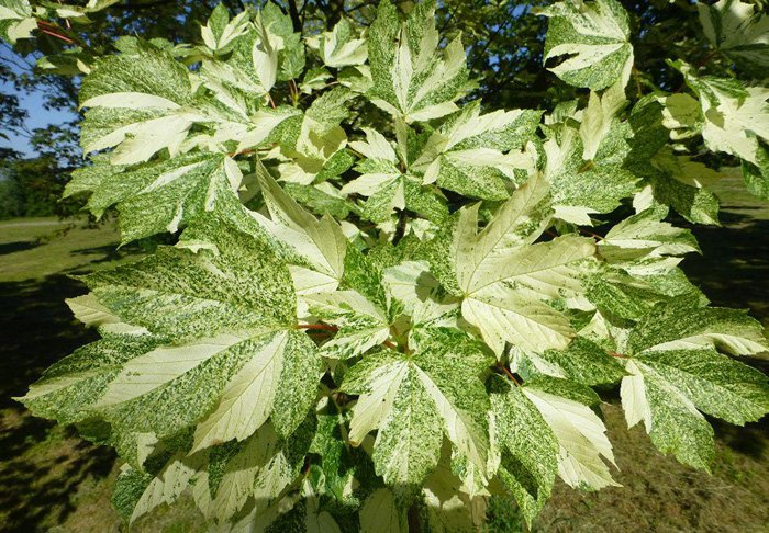 Превью изображения