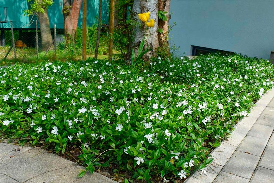 Превью изображения