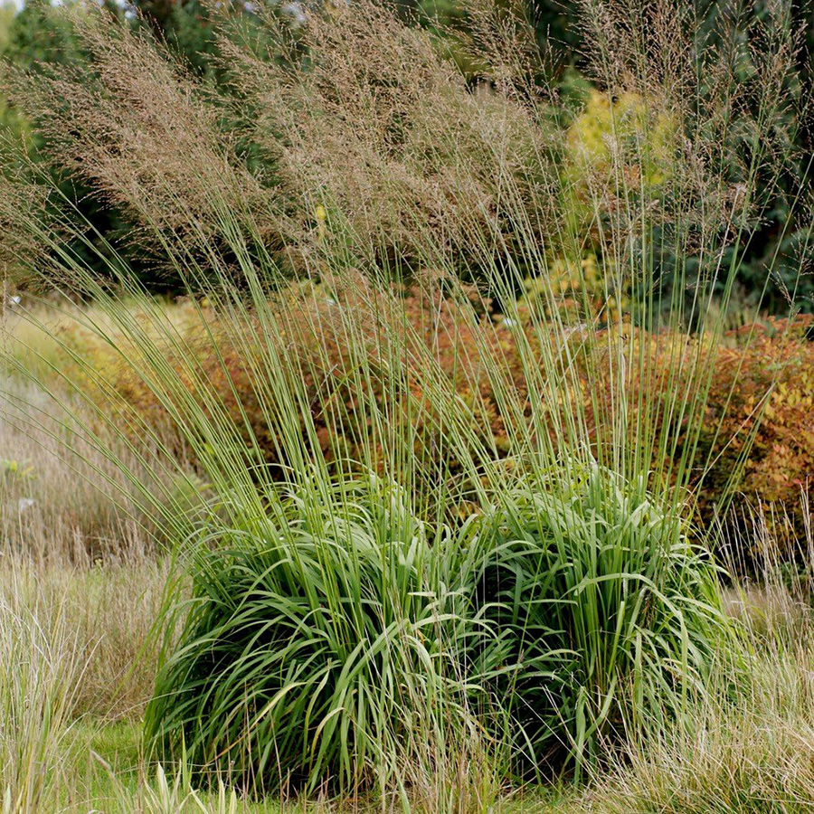 Превью изображения