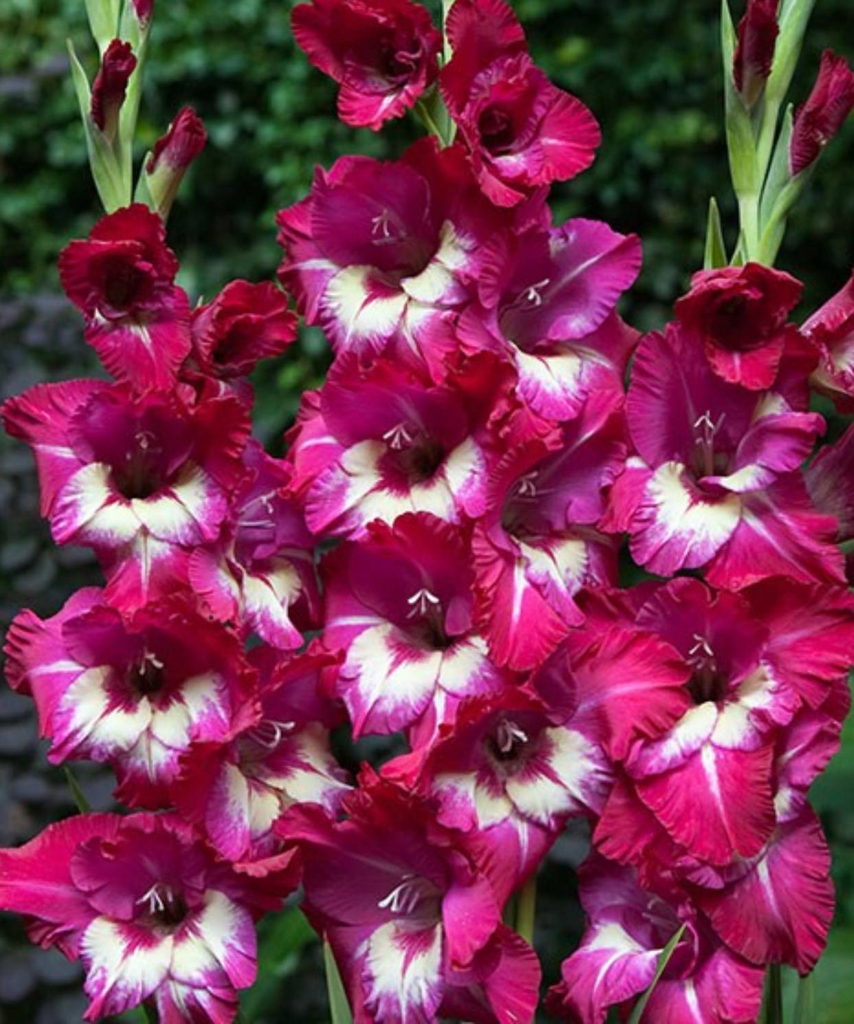 Превью изображения