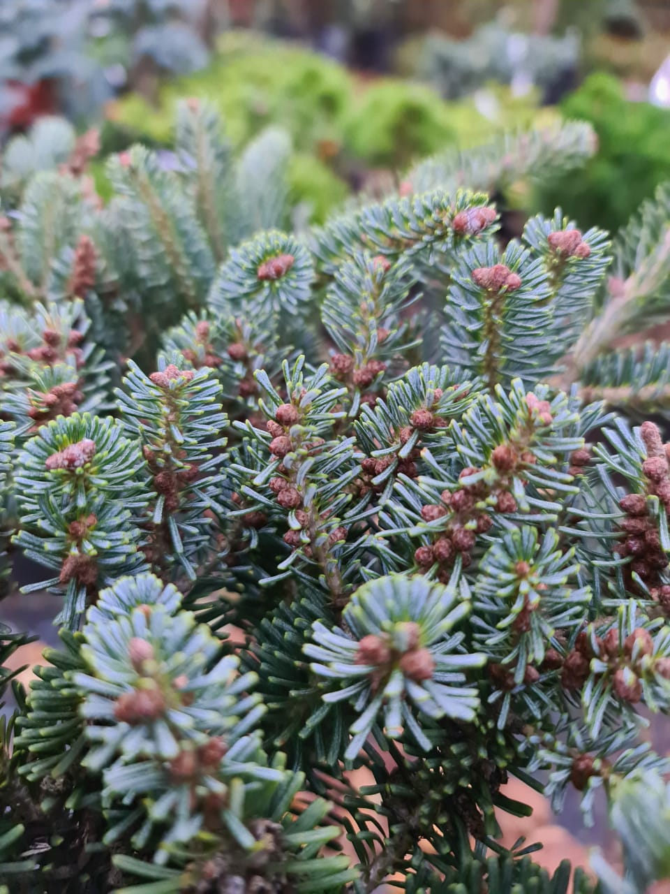 Превью изображения