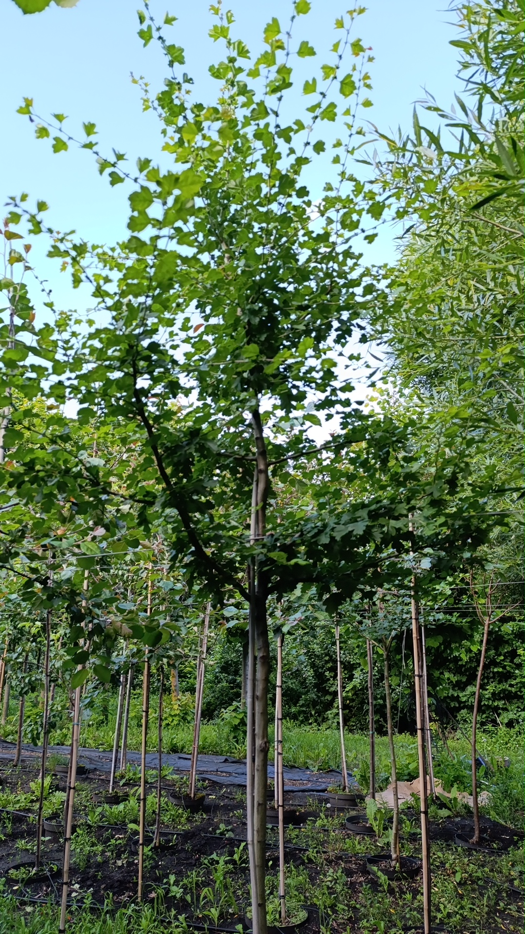 Превью изображения