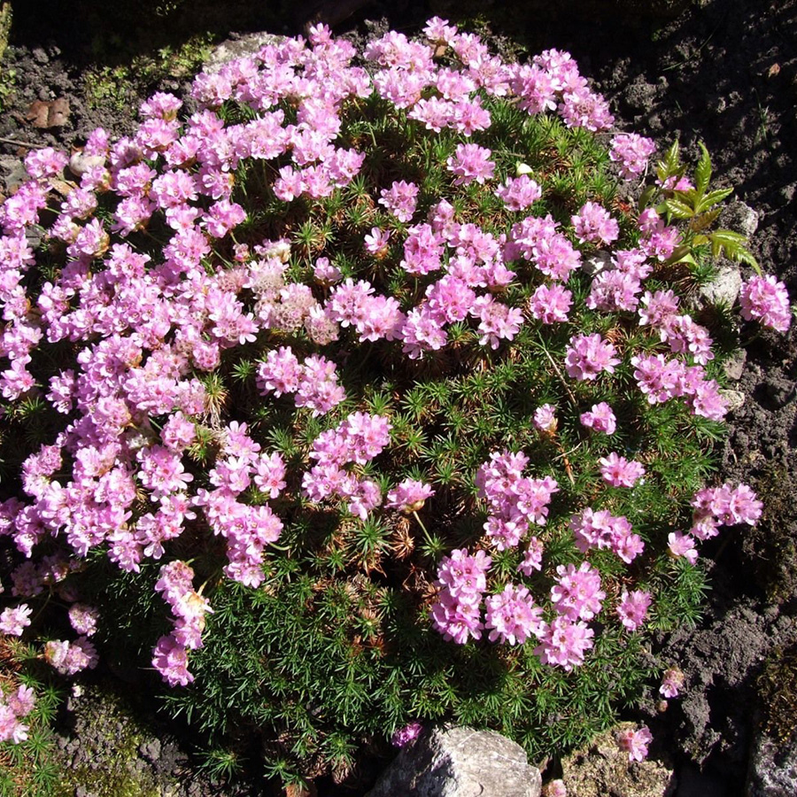 Превью изображения