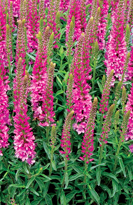 Превью изображения