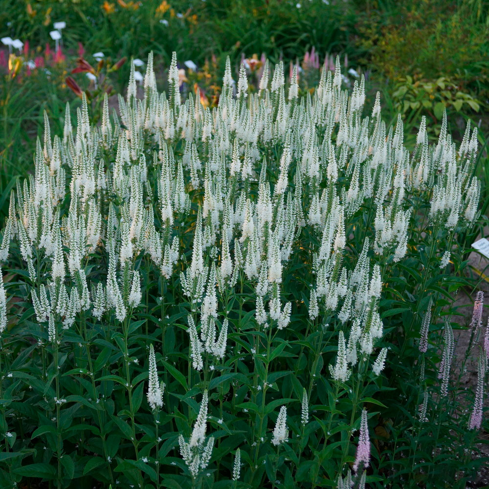 Превью изображения