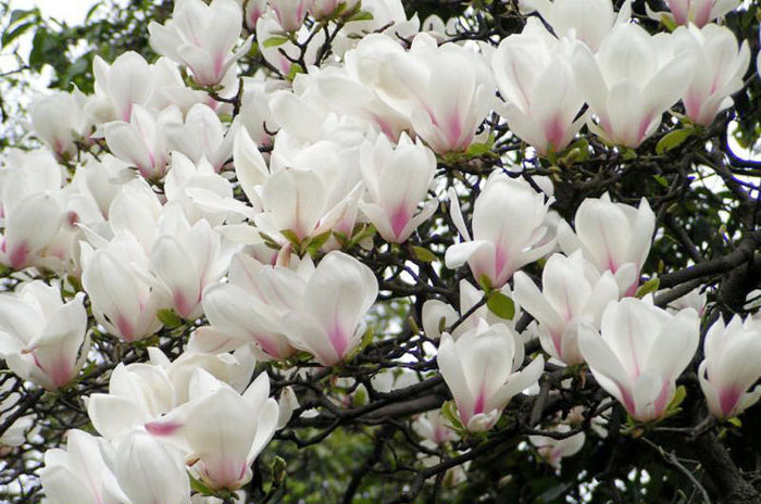 Превью изображения