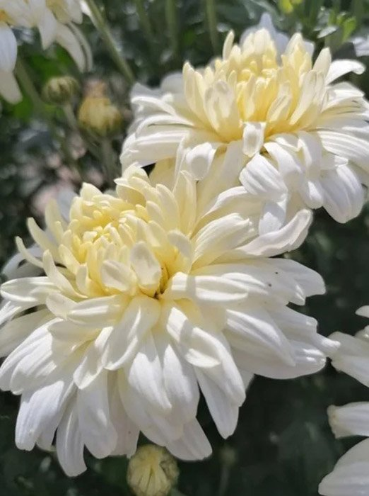 Превью изображения