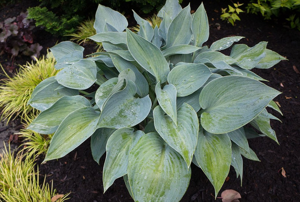 Превью изображения