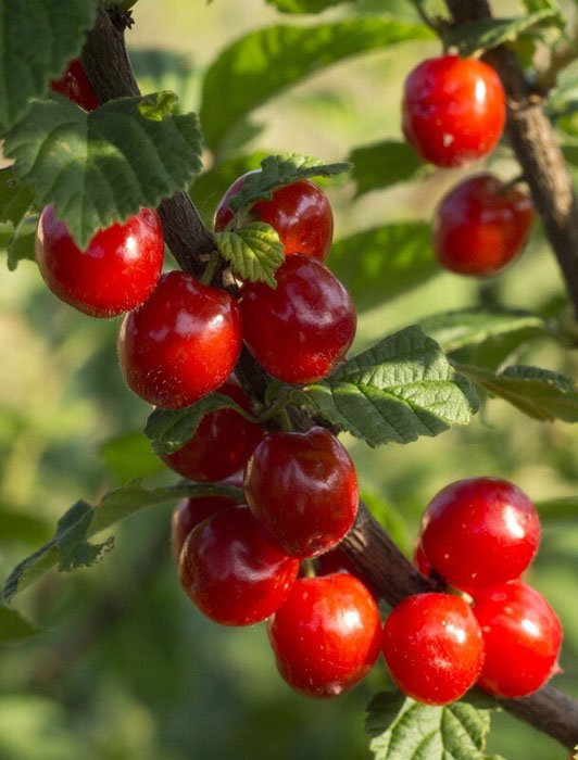 Превью изображения