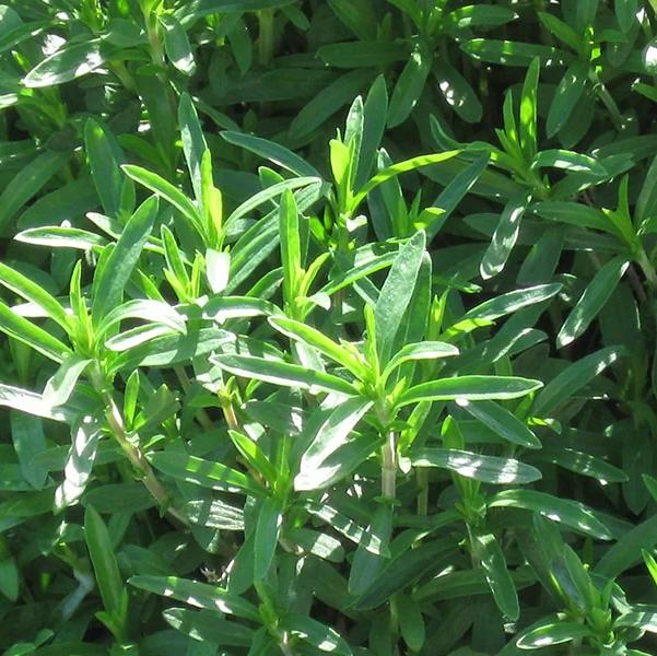 Превью изображения