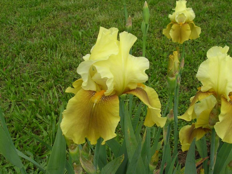 Превью изображения