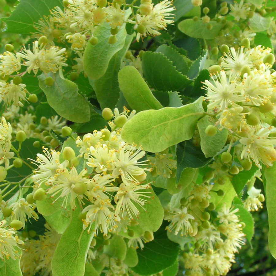 Превью изображения