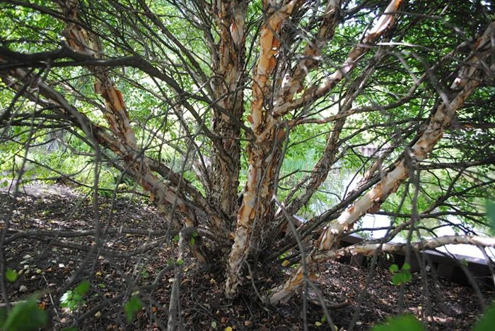 Превью изображения