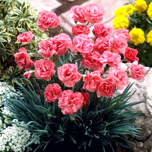 Превью изображения