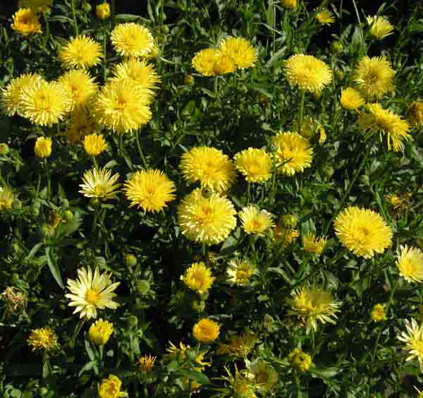 Превью изображения