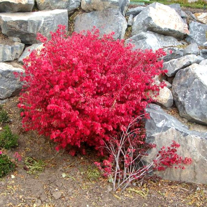 Превью изображения