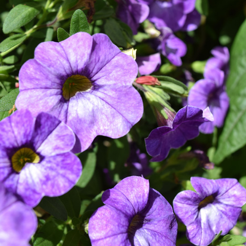 Превью изображения