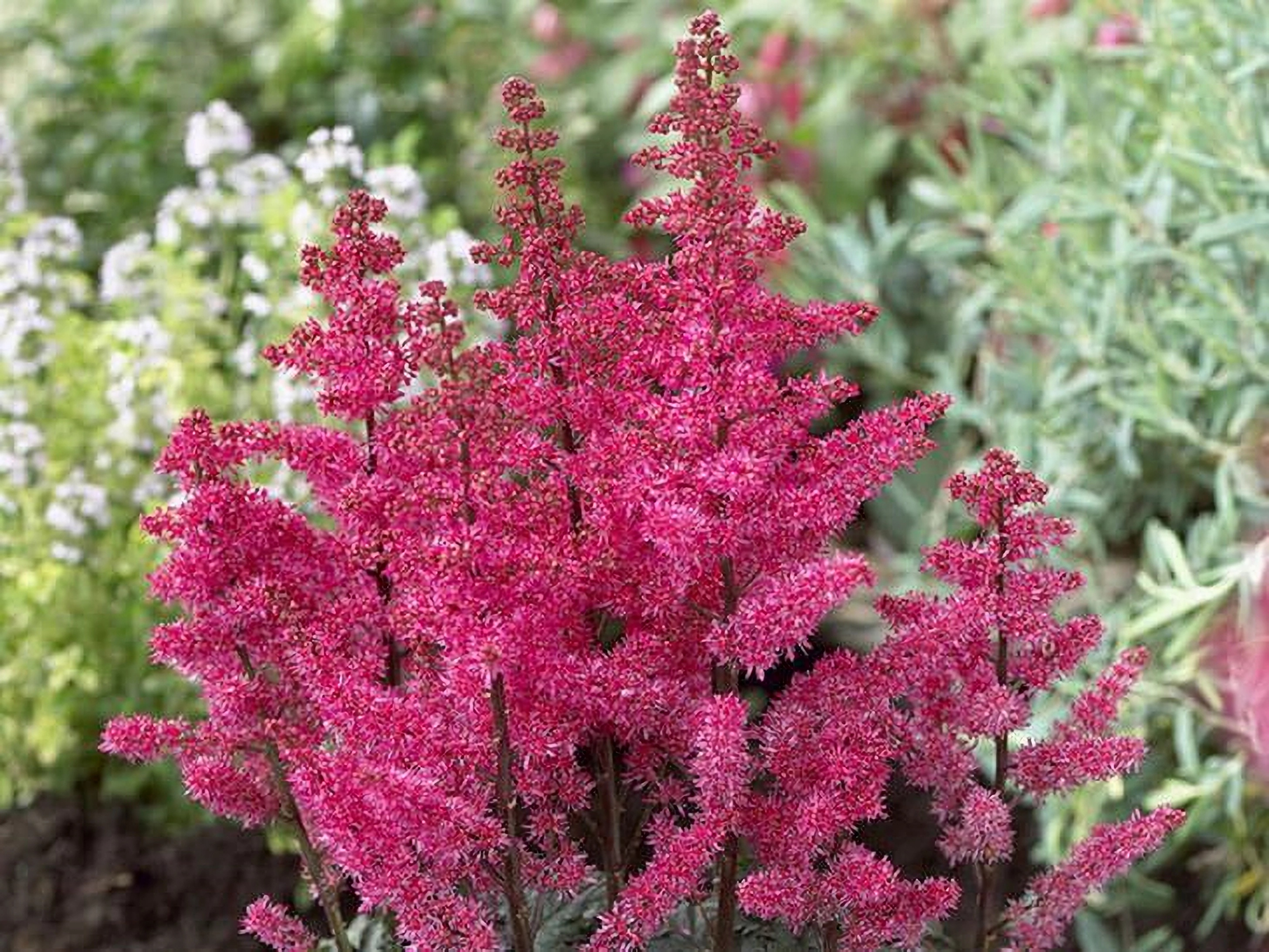 Превью изображения