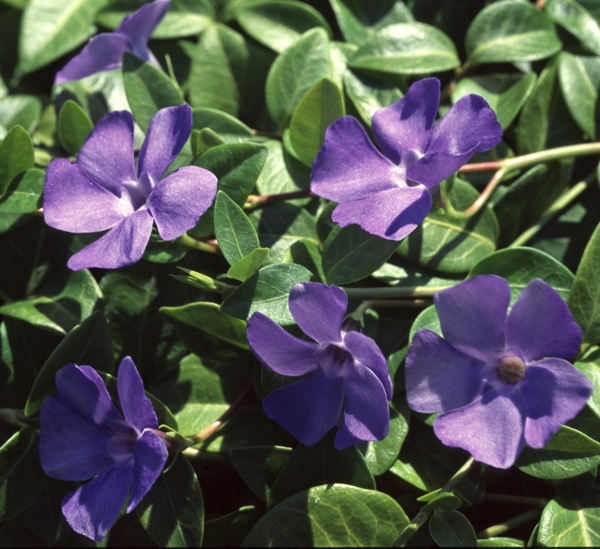 Превью изображения