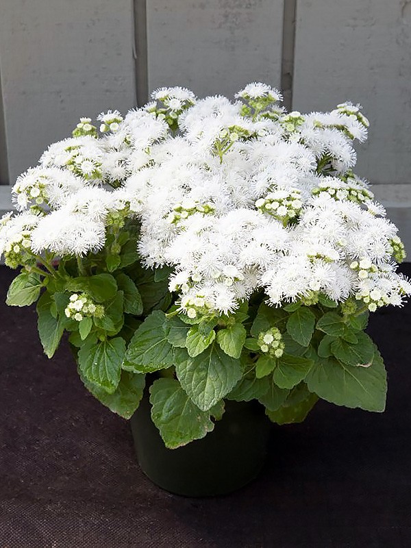 Превью изображения