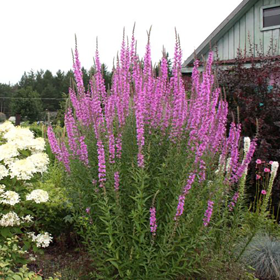 Превью изображения