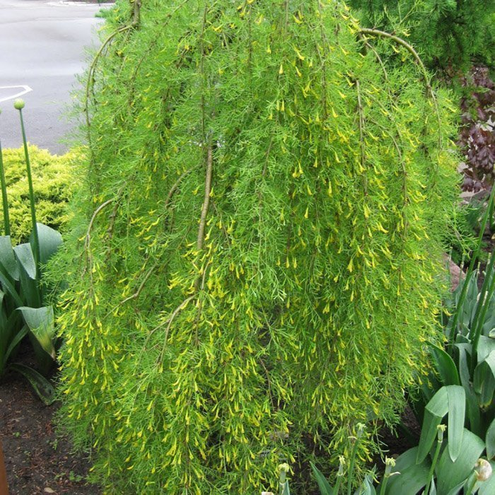 Превью изображения