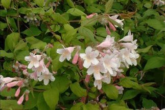 Превью изображения