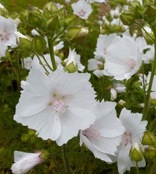 Превью изображения