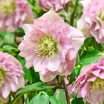 Превью изображения