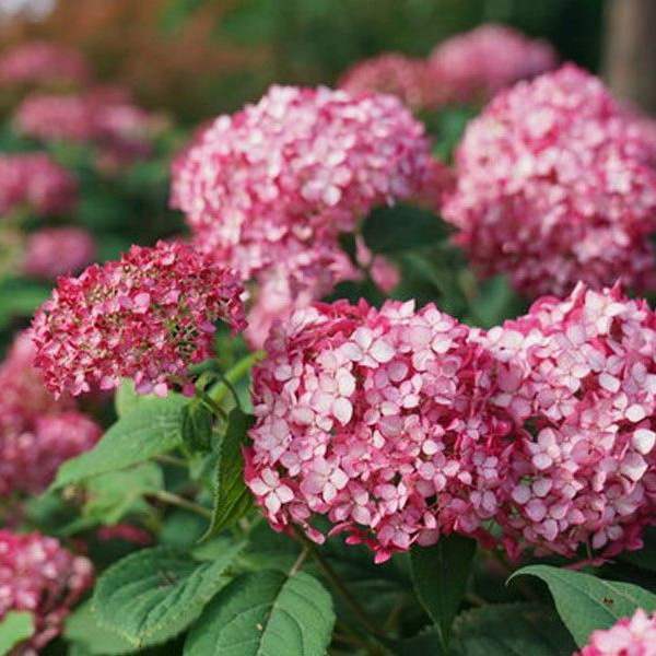 Превью изображения